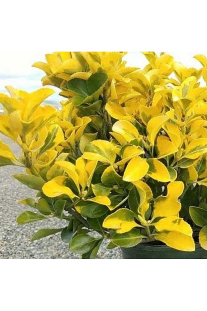 Бруслина японська Ел Дорадо